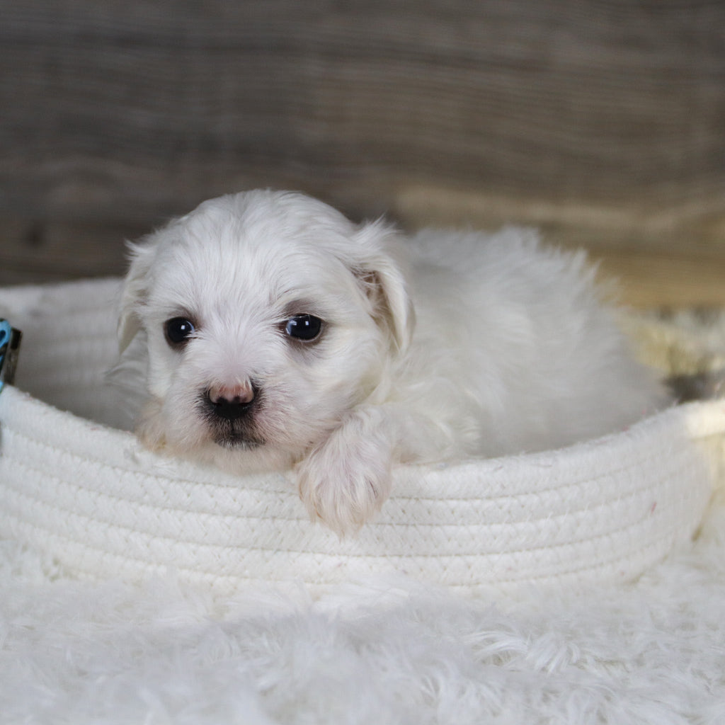 Vader - Available 2/5