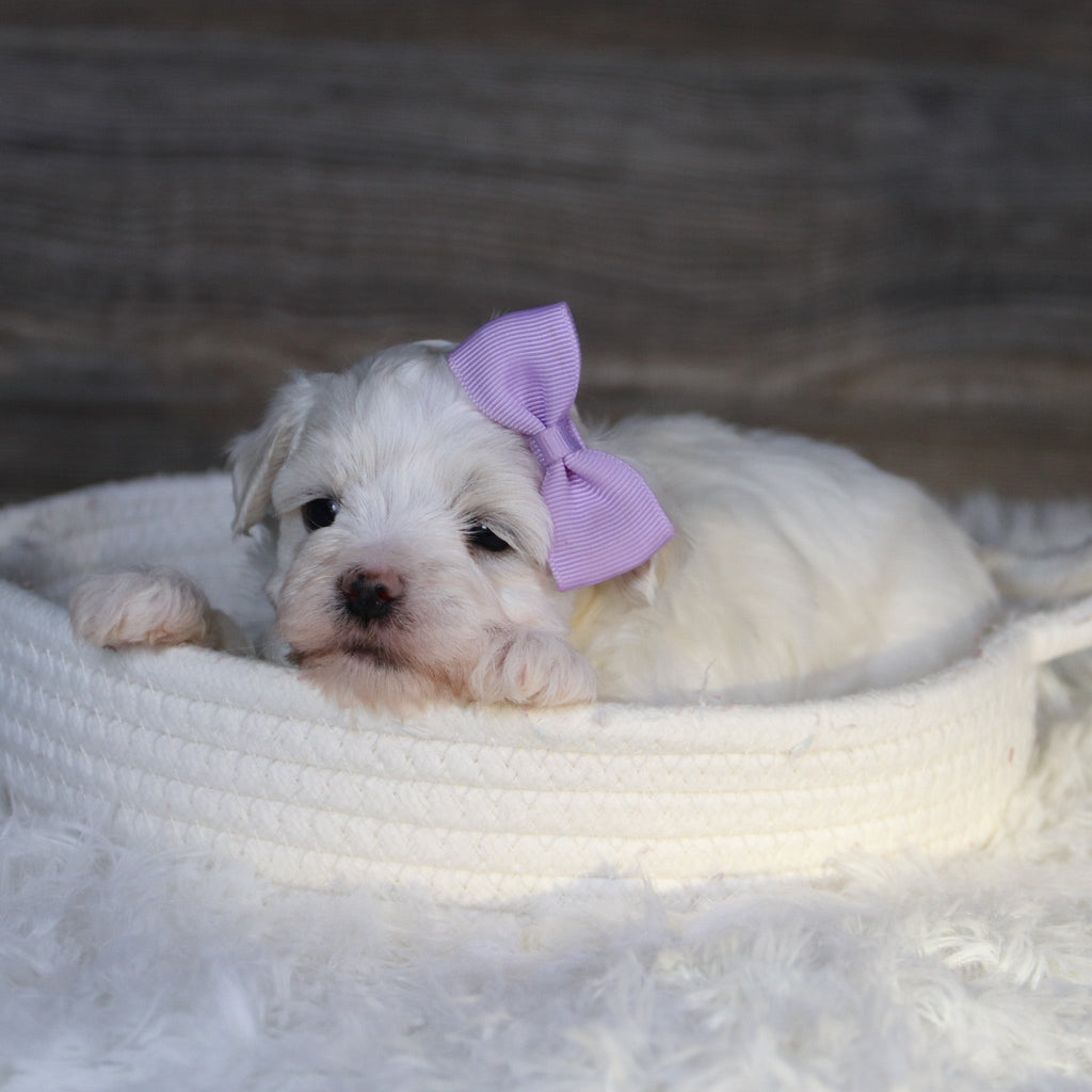 Missy - Available 2/5