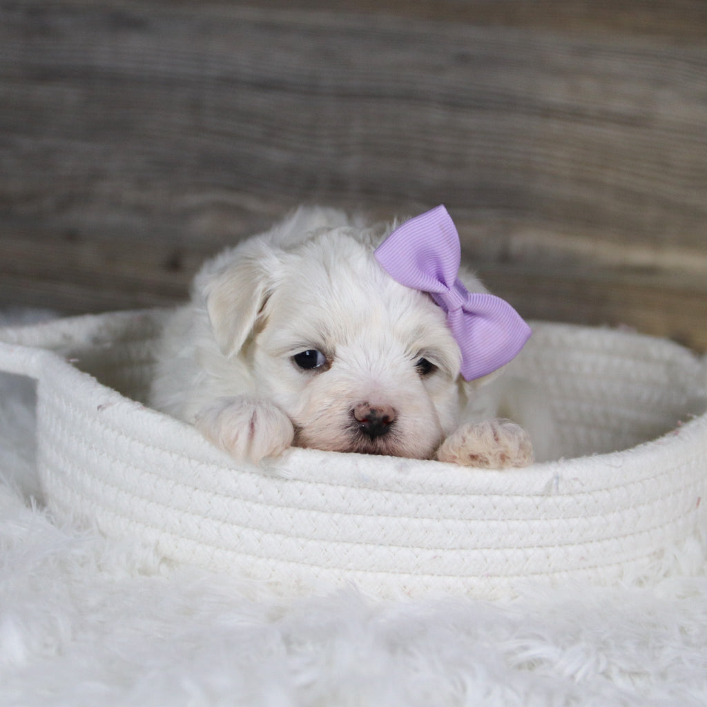 Missy - Available 2/5