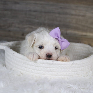 Missy - Available 2/5