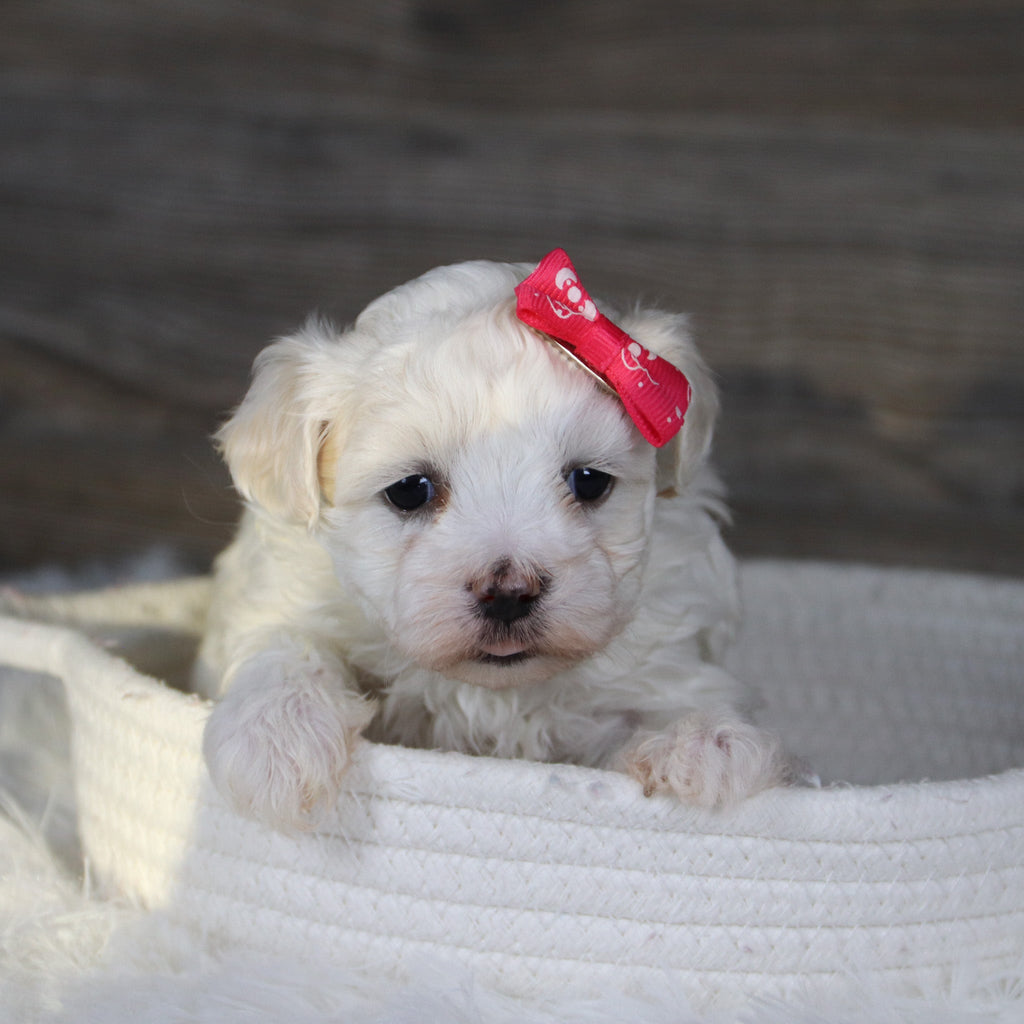 Bamba - Available 2/5