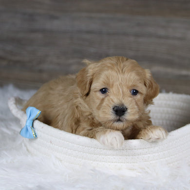 Spot - Available 2/4