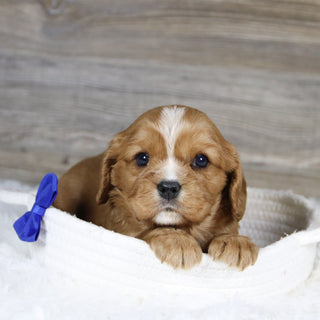 Frito - Available Now