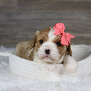 Madonna - Available Now