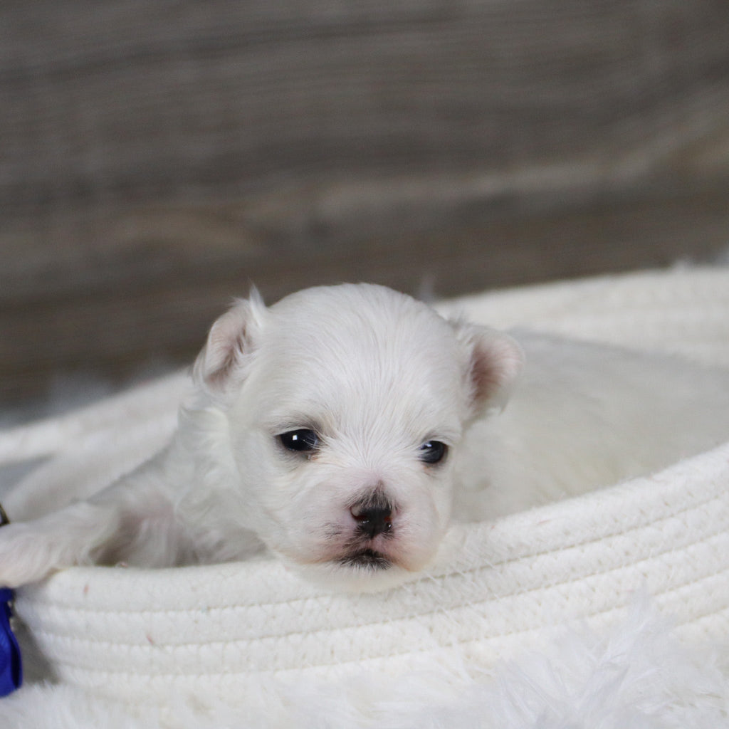 Hoops - Available 2/11