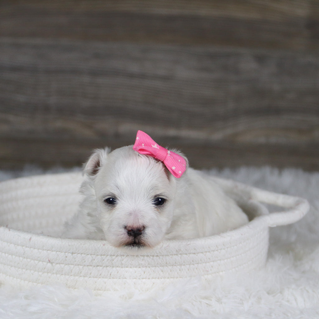 Leia - Available 2/11