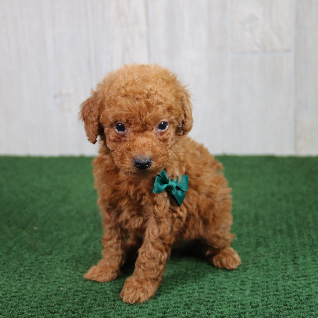 Simba - Available 5/21