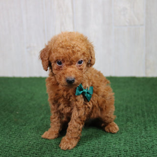 Simba - Available 5/21