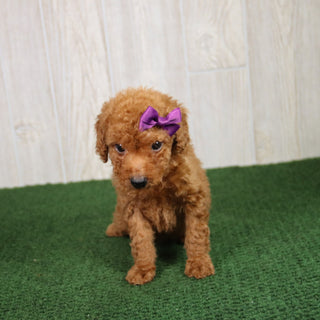 Nikki - Available 5/21