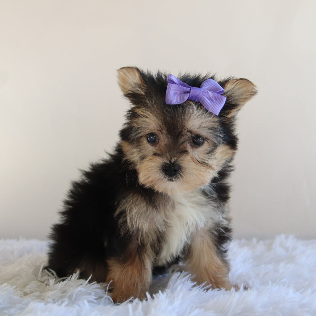 Misty - Available 8/27