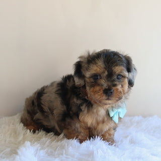 Hank - Available 8/27