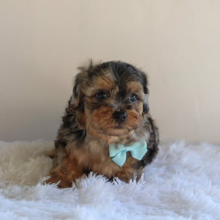 Hank - Available 8/27