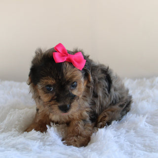 Nancy - Available 8/27