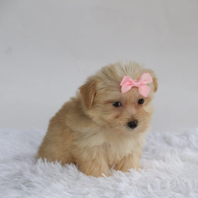 Ariana - Available Now