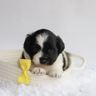 Princeton - Available 9/24