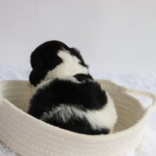 Princeton - Available 9/24