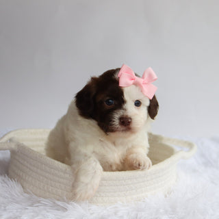Brooklyn - Available 9/24