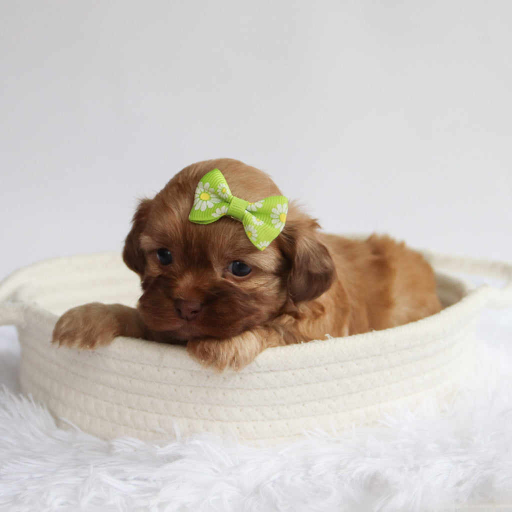 Twilight - Available Now