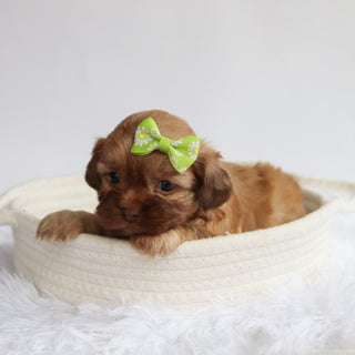 Twilight - Available Now