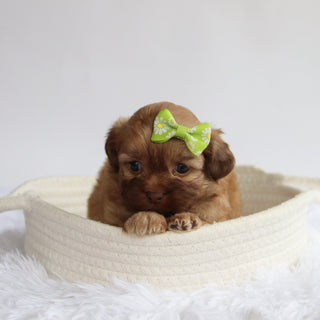 Twilight - Available Now