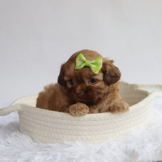 Twilight - Available Now