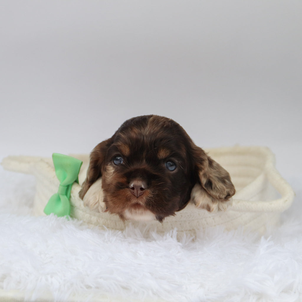 Carter - Available Now