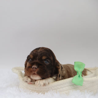 Carter - Available Now