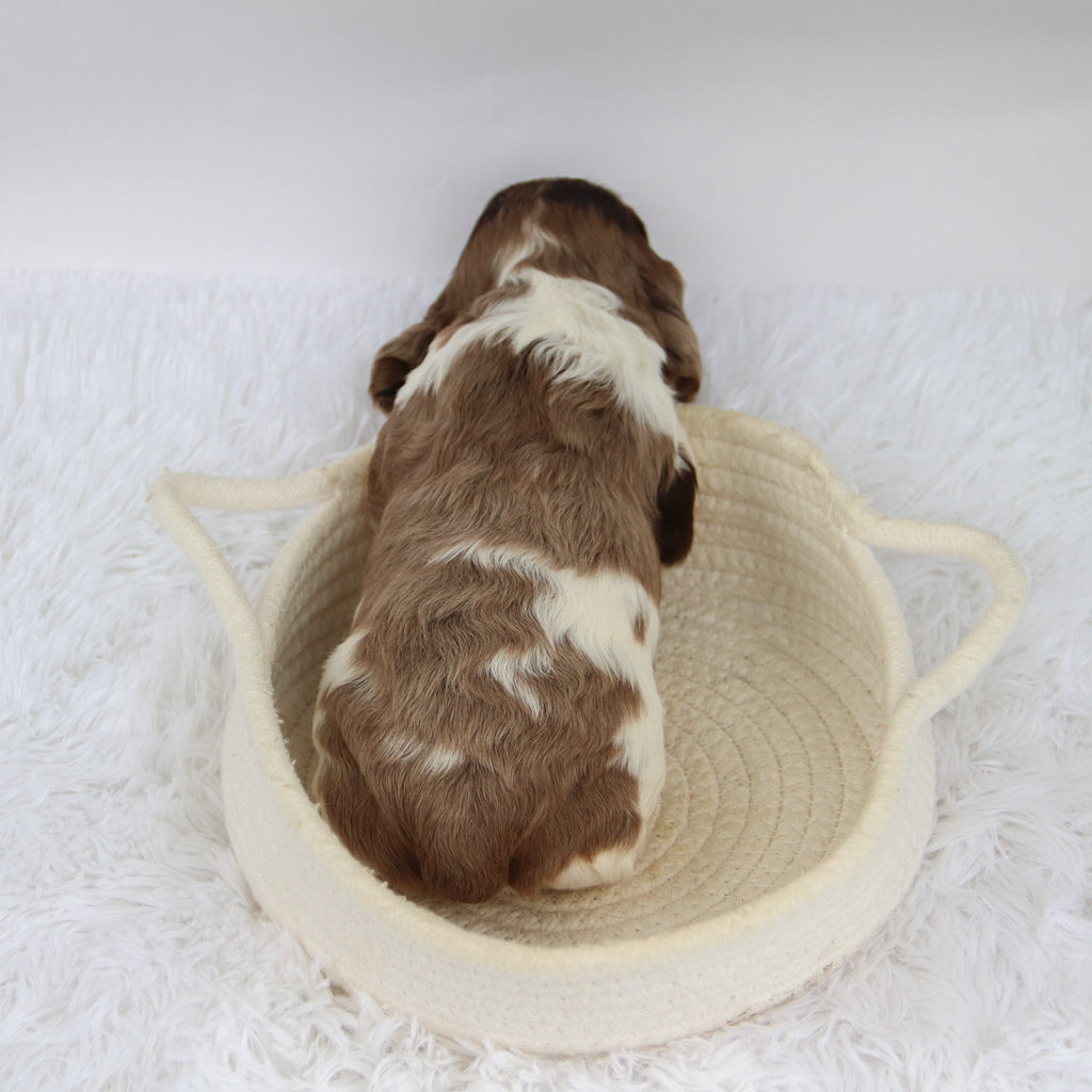 Carter - Available Now