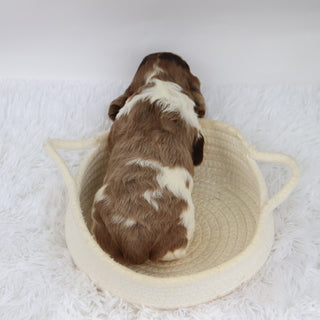 Carter - Available Now