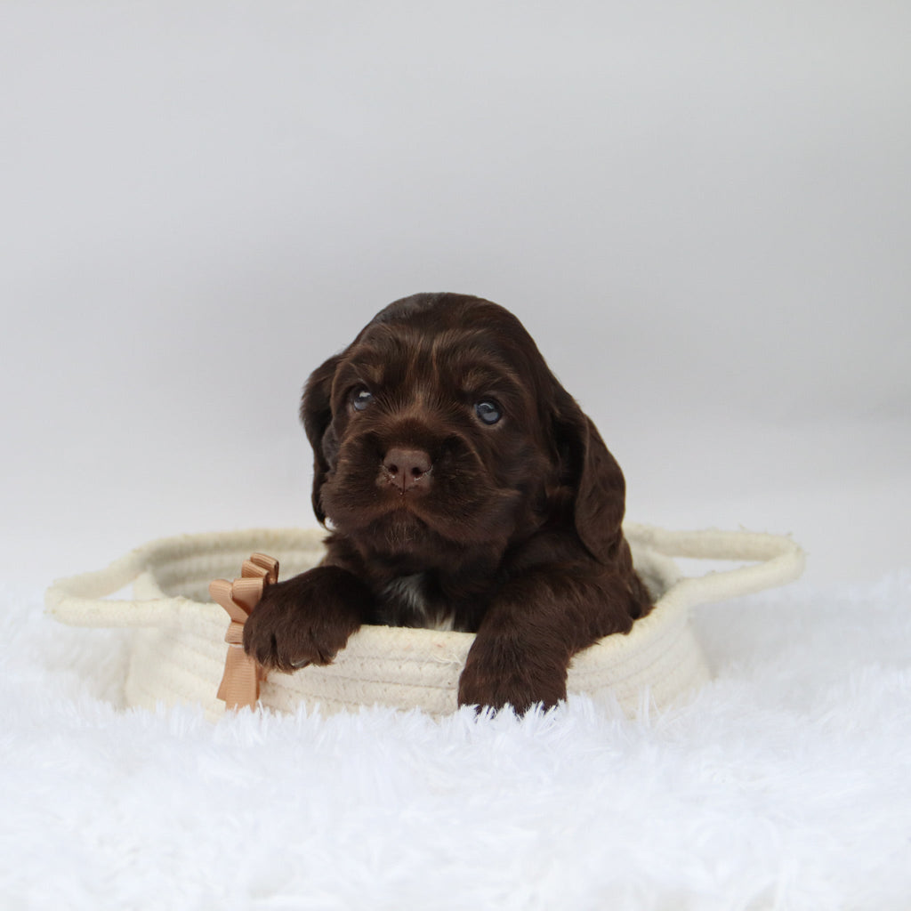 Carson - Available Now