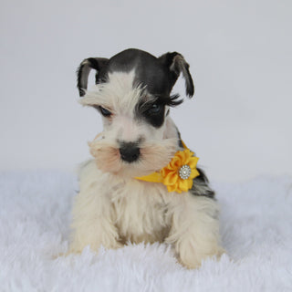Jake - Available 9/3