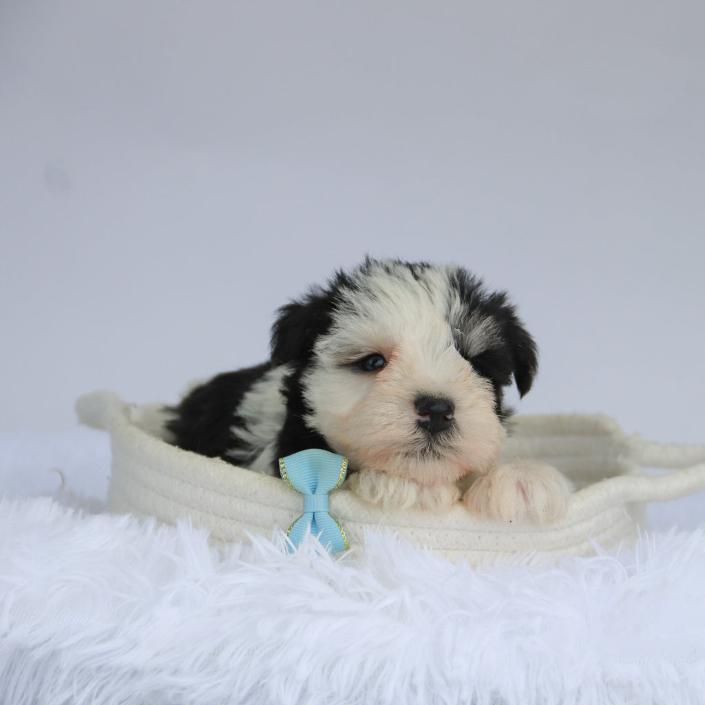 Jake - Available 9/3