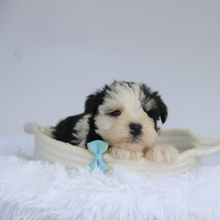 Jake - Available 9/3