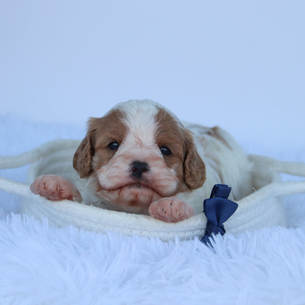 Oliver - Available Now