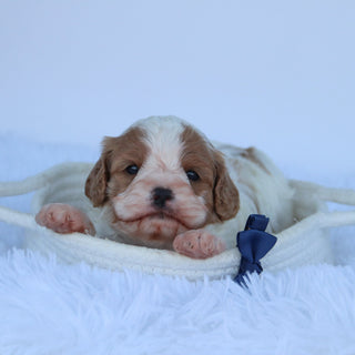 Oliver - Available Now