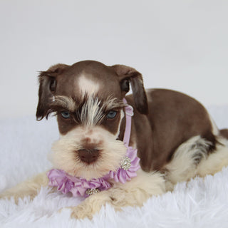 Shelly - Available 9/3
