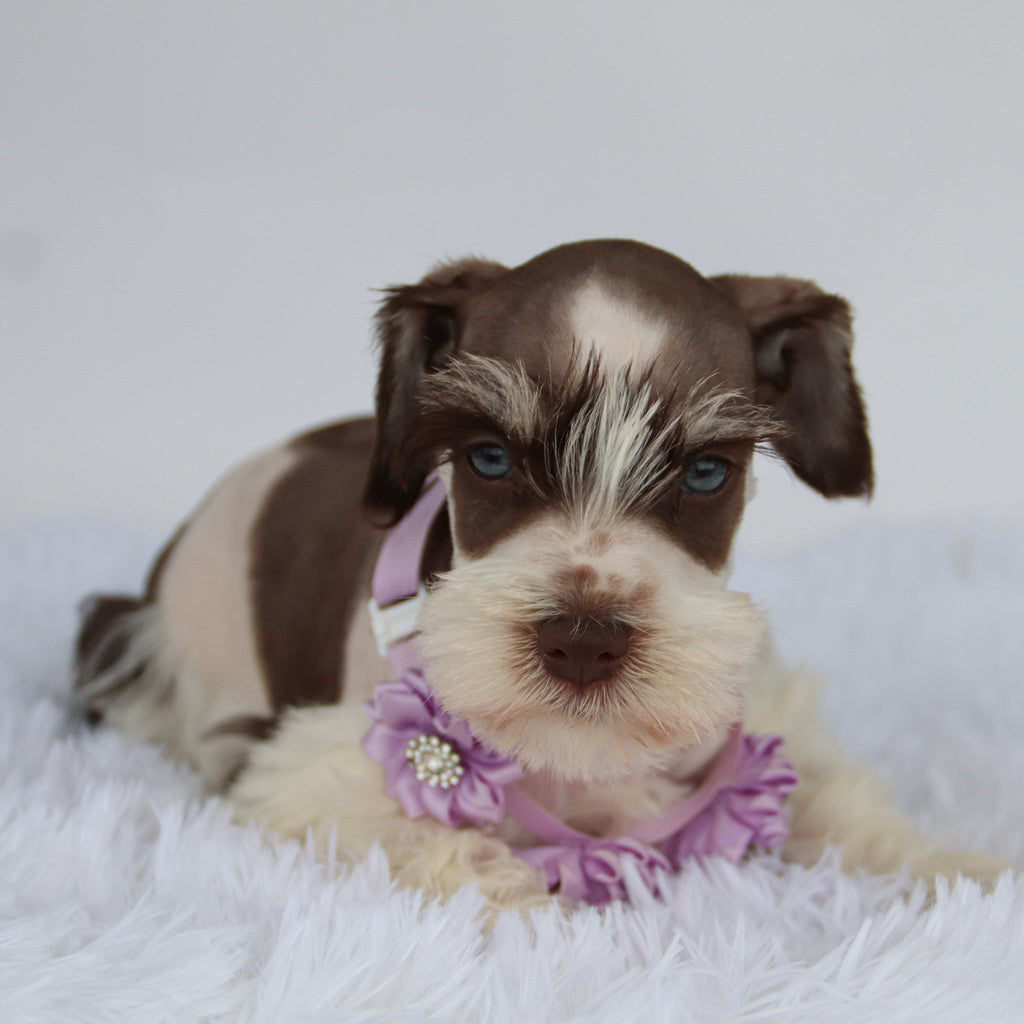 Shelly - Available 9/3