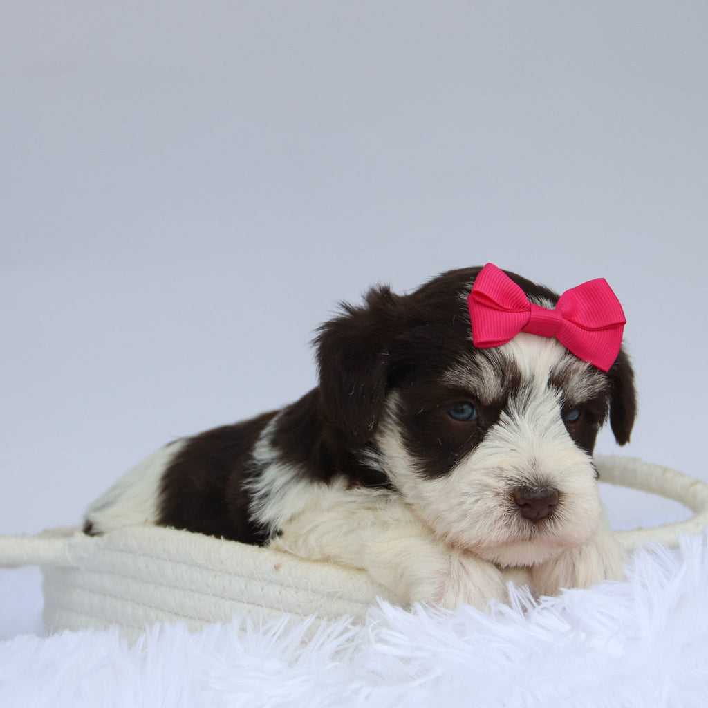 Shelly - Available 9/3