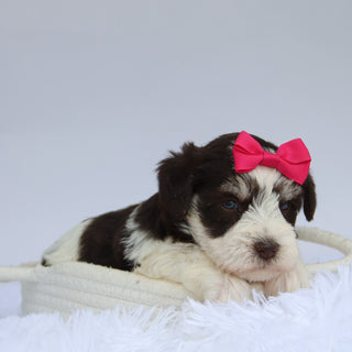 Shelly - Available 9/3