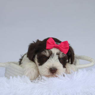 Shelly - Available 9/3
