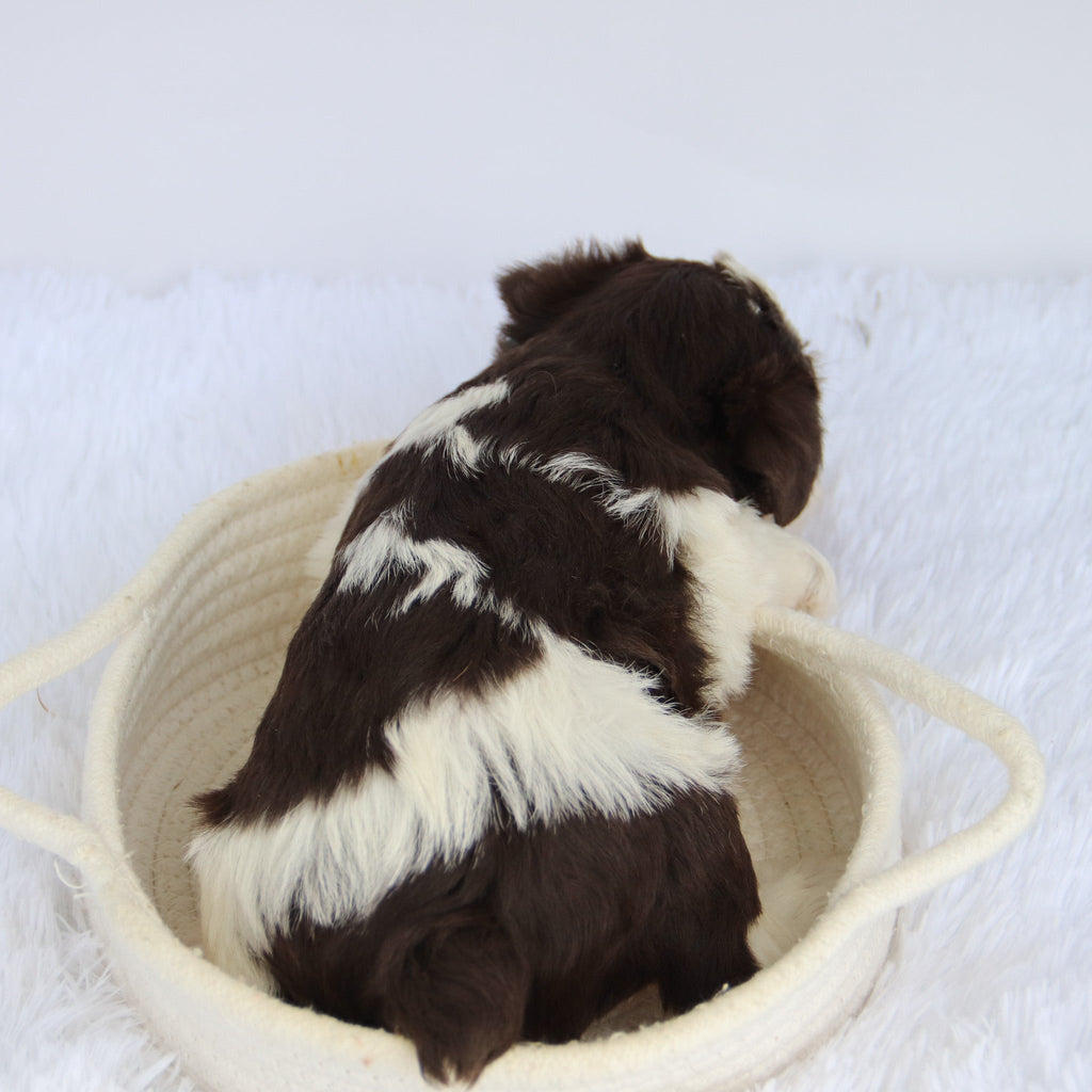 Shelly - Available 9/3