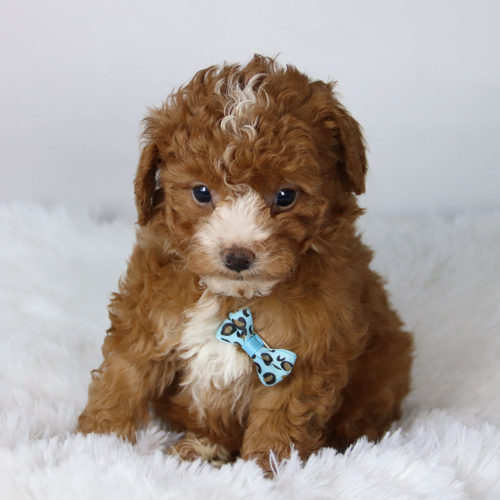 Devin - Available Now