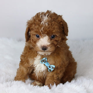 Devin - Available Now