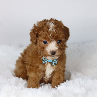 Devin - Available Now