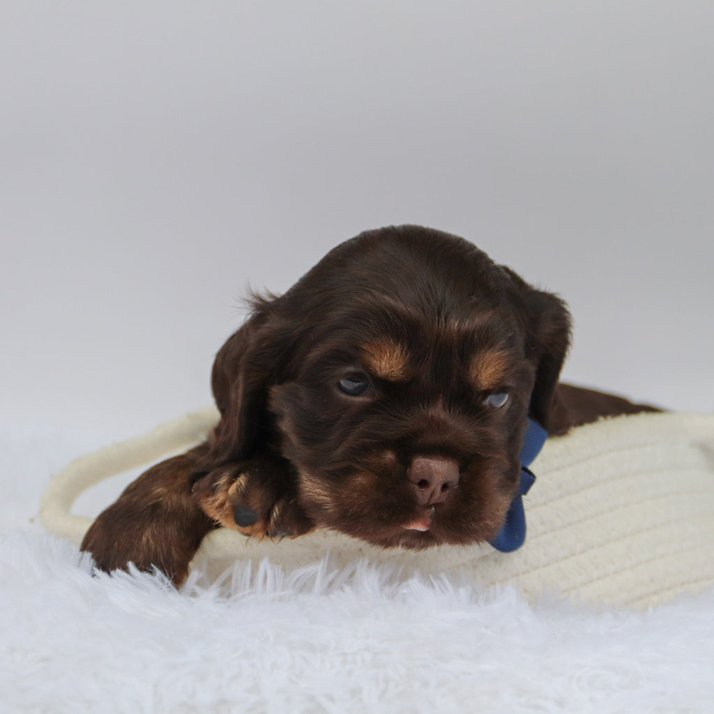 Barry - Available Now