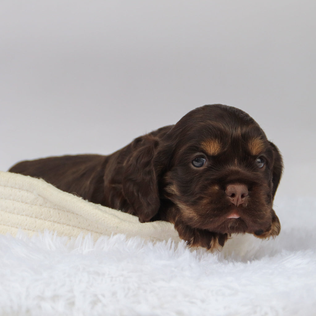 Barry - Available Now