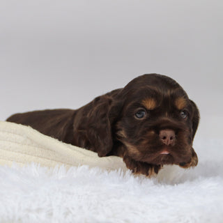 Barry - Available Now