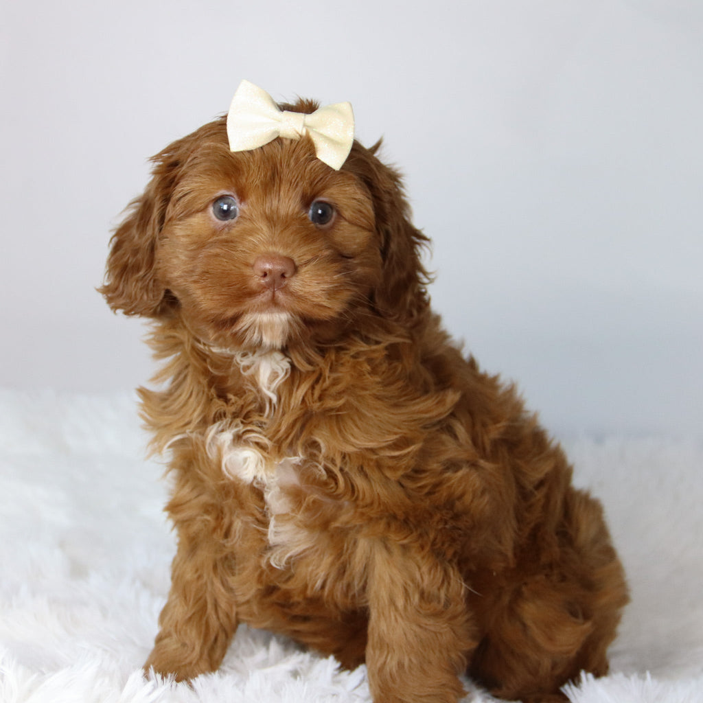 Hannah - Available Now