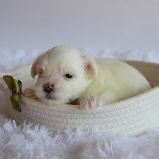 Fletcher - Available 8/20