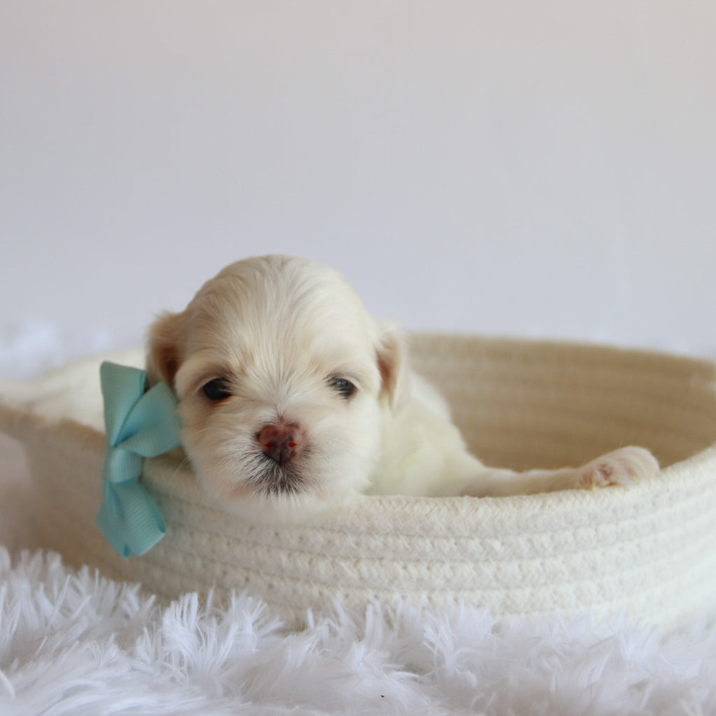 Chester - Available 8/27